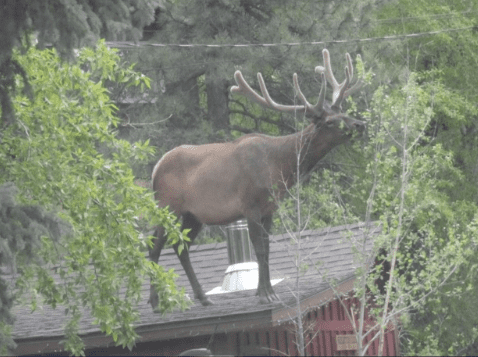 Elk On Your Roof